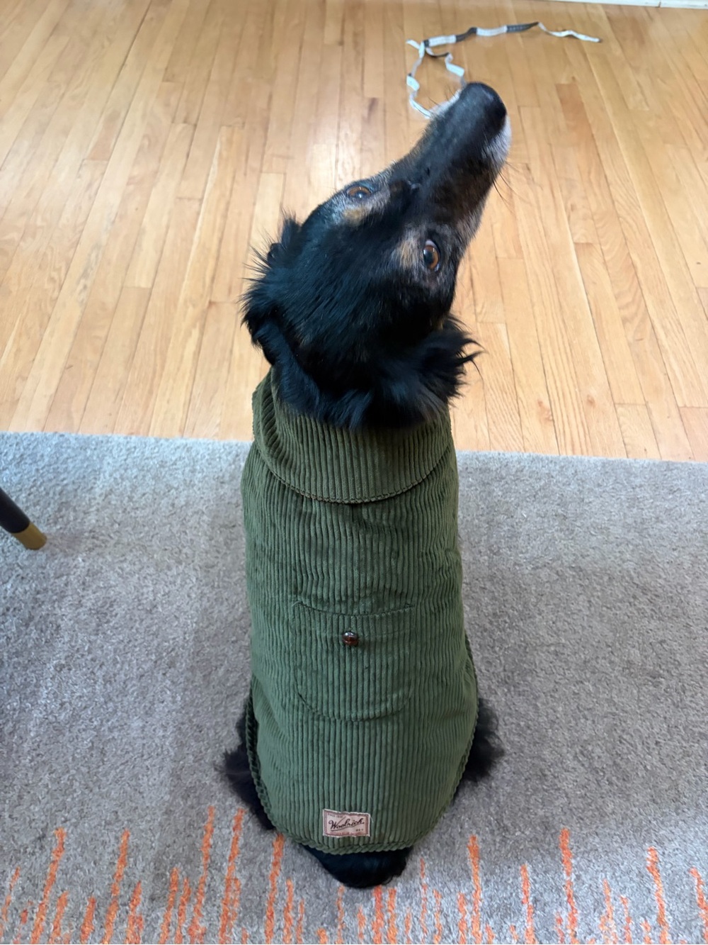 Woolrich Olive Green Corduroy Dog Coat